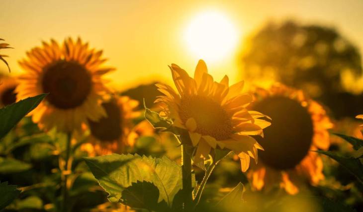 Blake’s Sunflower Festival near Detroit returns this weekend with fields of bright yellow blooms and 100+ artisans