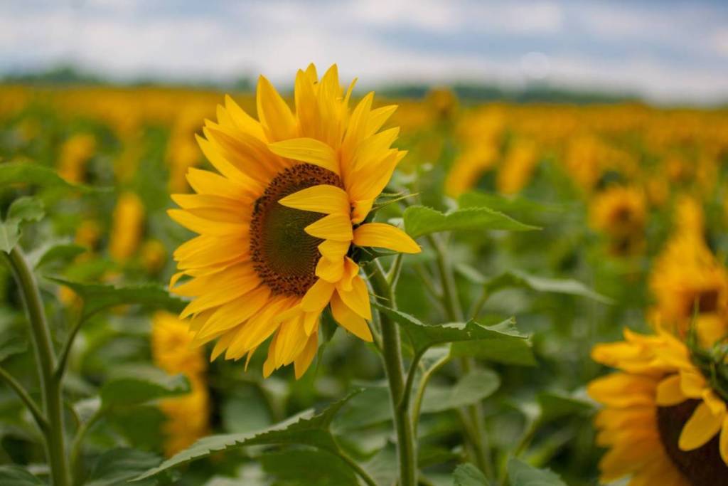 sunflower festival near detroit