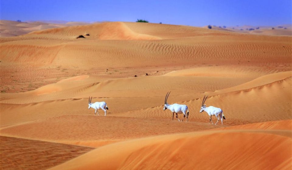 Inside the Dubai Desert Conservation Reserve
