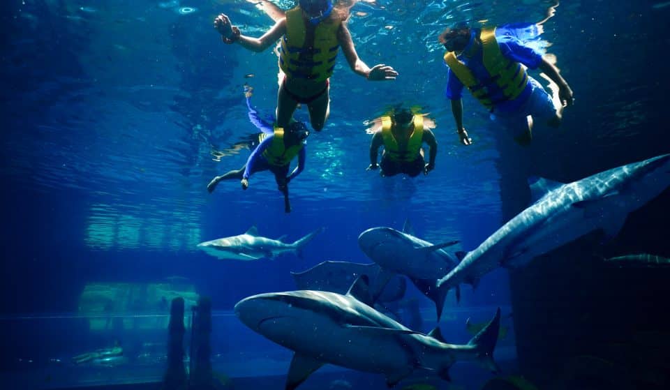 Swim With Sharks As Part Of Shark Week Awareness in Dubai