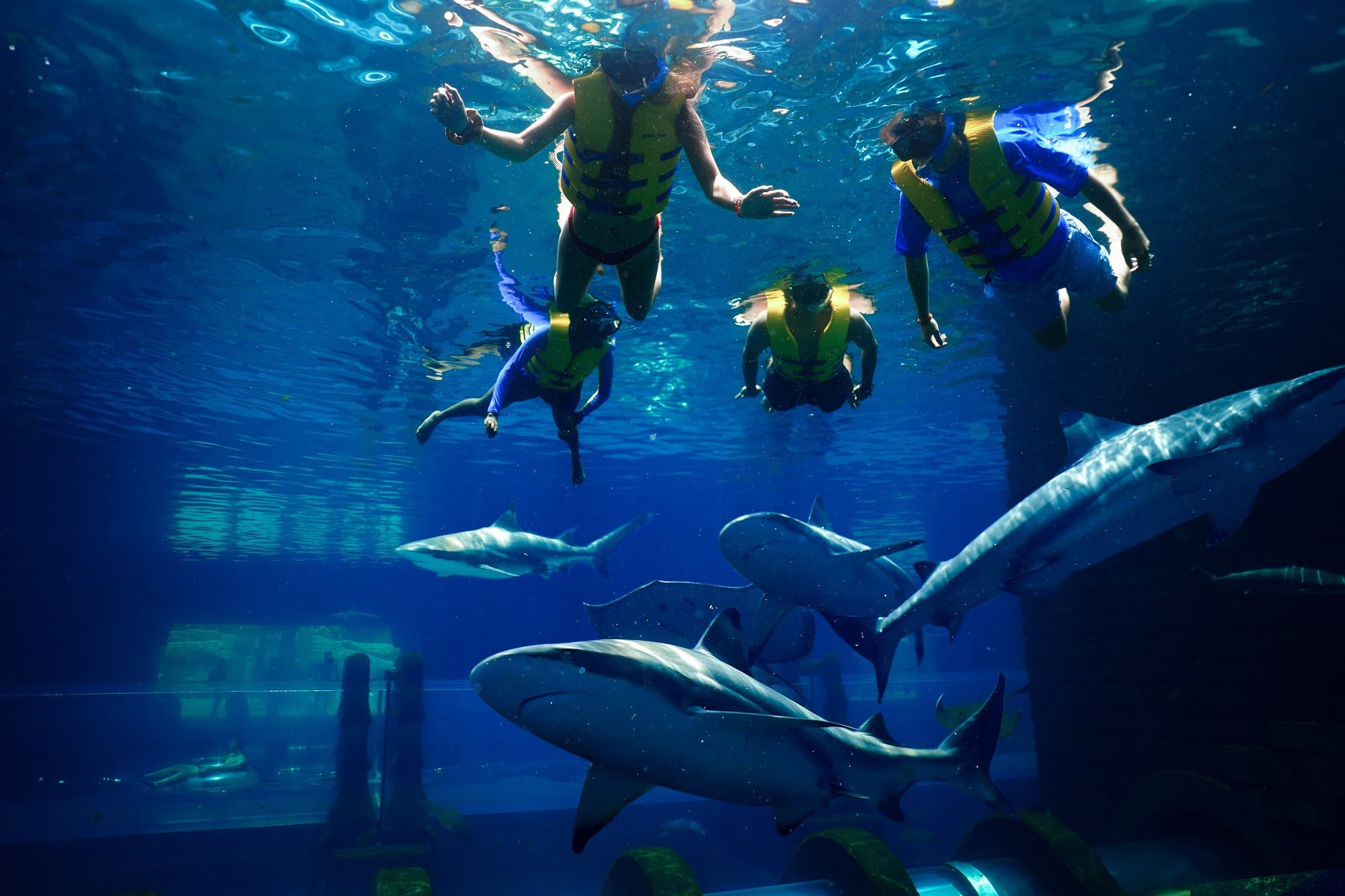 Dubai's Shark Week activities lets you swim with sharks Secret Dubai
