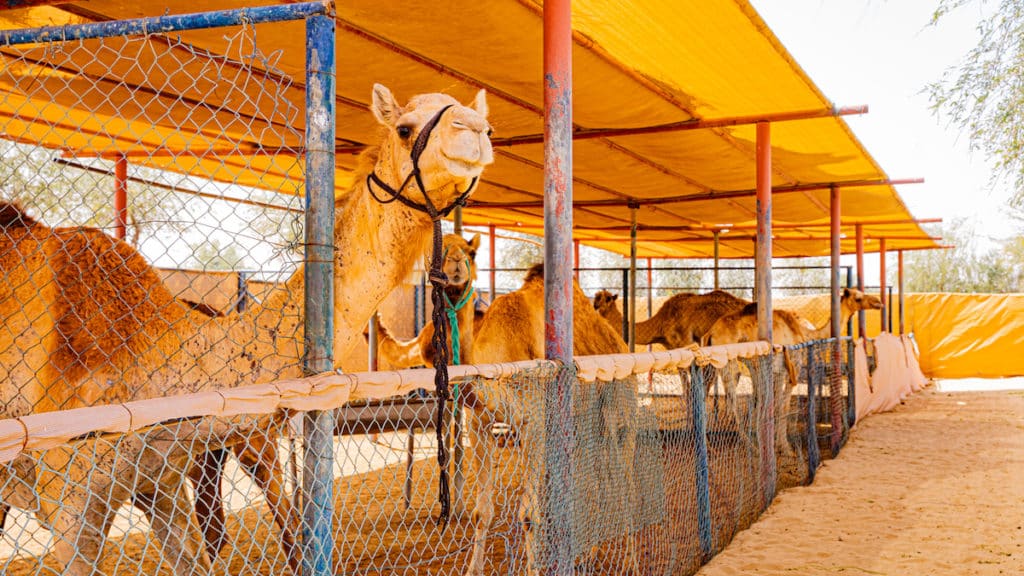world's largest camel farm in dubai: camelicious farm is open to visitors