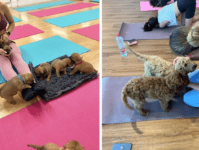 Deze Puppy Yoga-les in Dubai laat je downward doggen met echte honden