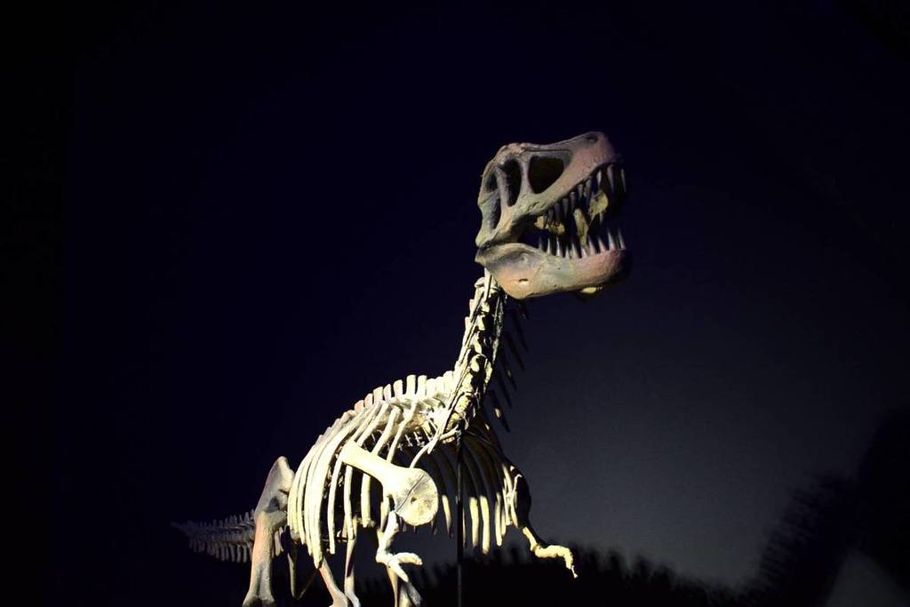 A dinosaur skeleton featured at Dinosaurs - The Immersive Odyssey
