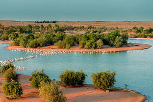 Al Qudra Lake is your next best camping spot with sightings of pink flamingos, ducks and swans
