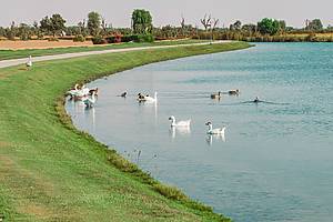 Al Qudra Lake is the best place to go for your next camping trip