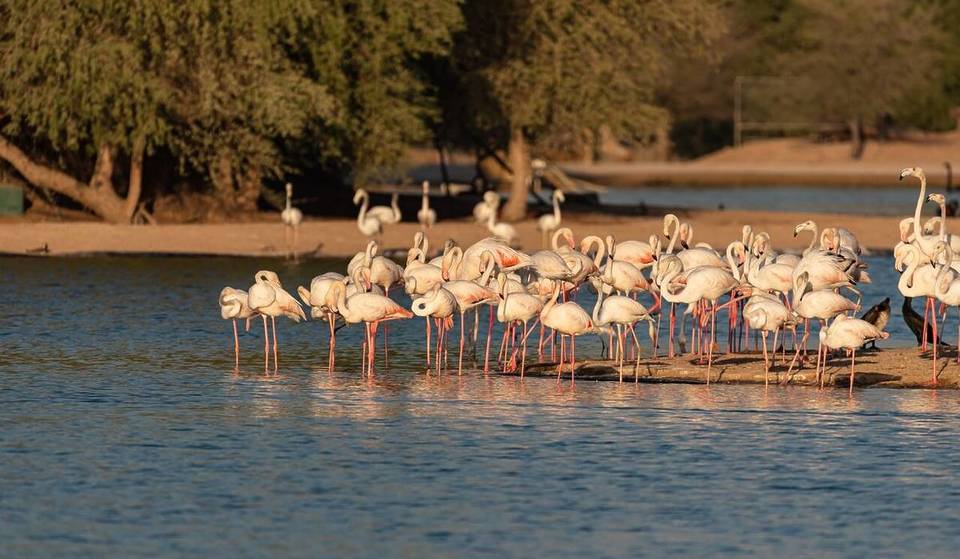 À seulement 50 minutes de Dubaï, ce lac paisible dans le désert est en train de devenir un spot de camping super prisé par les locaux.
