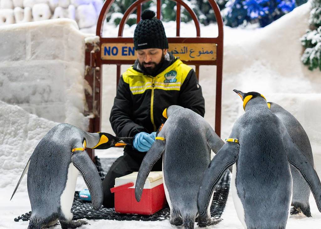Frühstücke jeden Dienstag, Donnerstag und Sonntag in Dubai mit Pinguinen