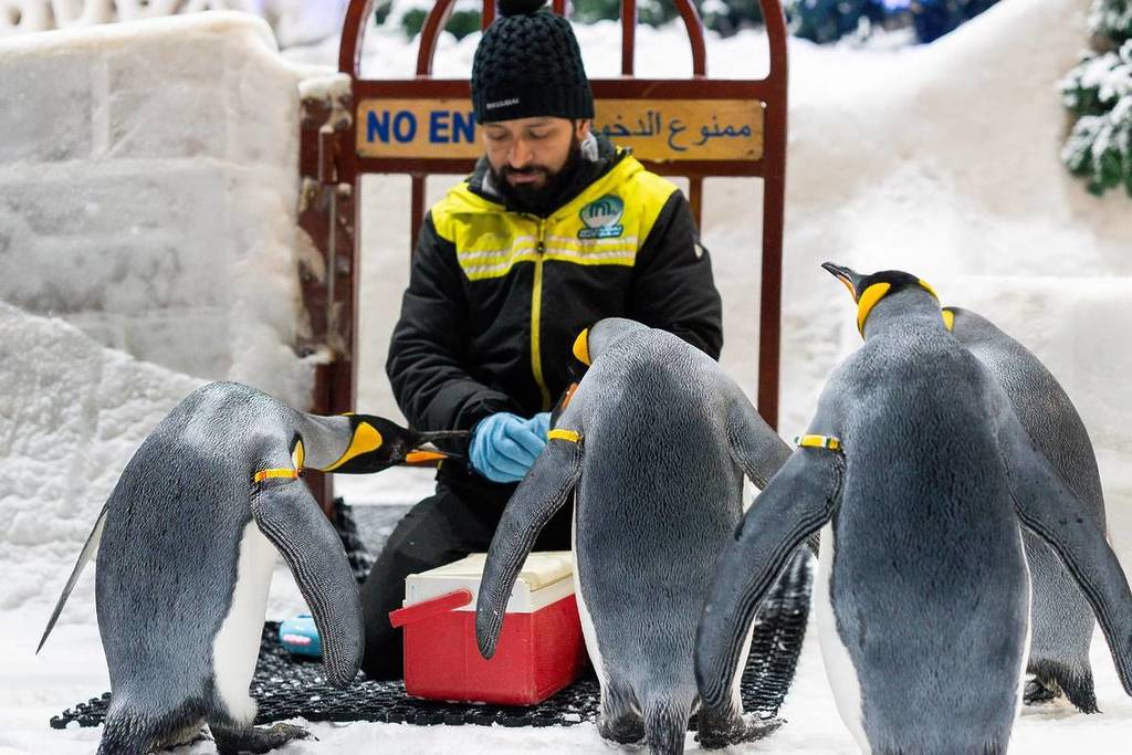 Breakfast with Penguins at Ski Dubai