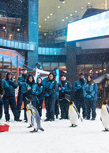 Breakfast with Penguins at Ski Dubai on Tuesdays, Thursdays and Sundays exclusively