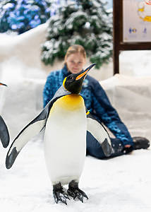 Breakfast with Penguins at Ski Dubai on Tuesdays, Thursdays and Sundays exclusively