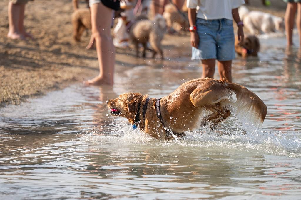 Barkfest komt naar Barasti Beach in Dubai – voor hondenliefhebbers