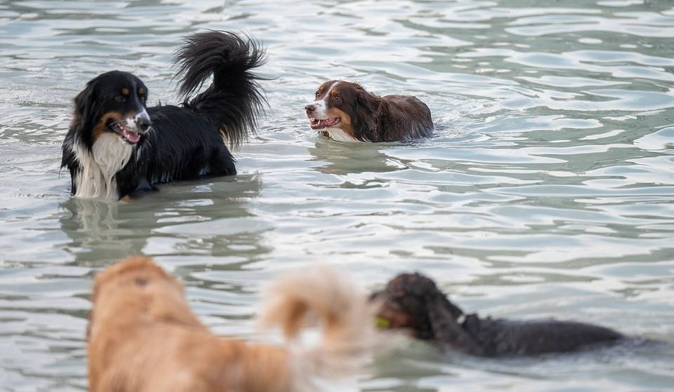 Bark And Enter – BarkFest keert terug naar Barasti Beach met een Foam Pawty en verschillende wedstrijden
