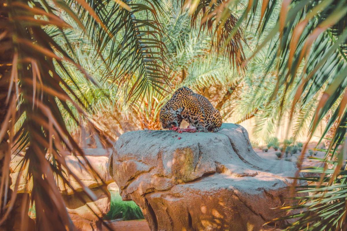 The world's largest man-made safari has cheetah run shows, dinner with lions & more – and it's just 1 hour from Dubai