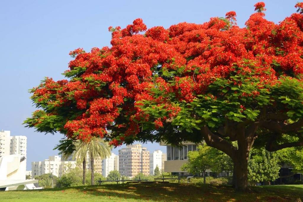 Dubái da la bienvenida a la temporada de los árboles de fuego, con paseos marítimos de un rojo brillante y orígenes en Madagascar