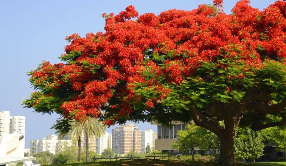 Dubai welcomes Flame Tree season – with bright red boardwalks and Madagascar origins