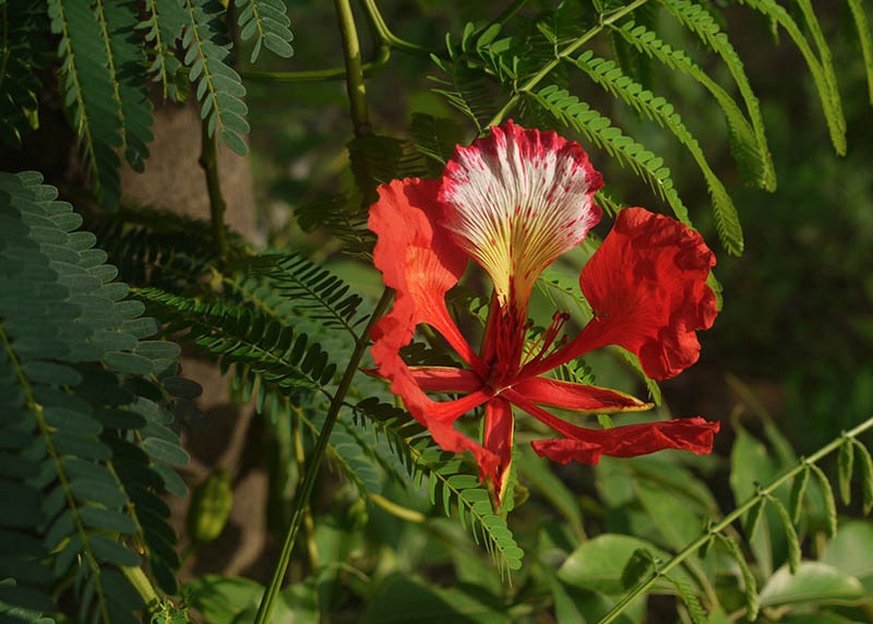 los mejores lugares para ver árboles de fuego o gulmohar en Dubái