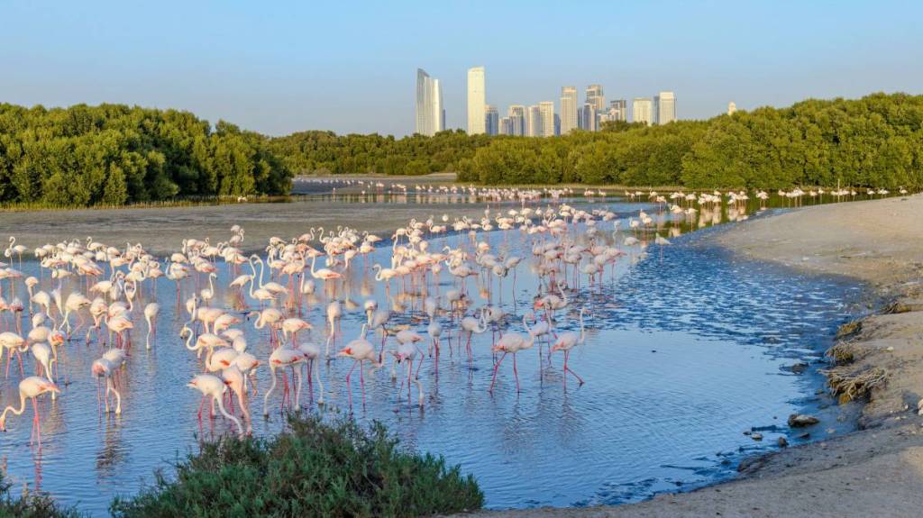 Just 15 minutes from Downtown Dubai, this free wildlife sanctuary is getting ready for more than 10,000 flamingos as migration season begins