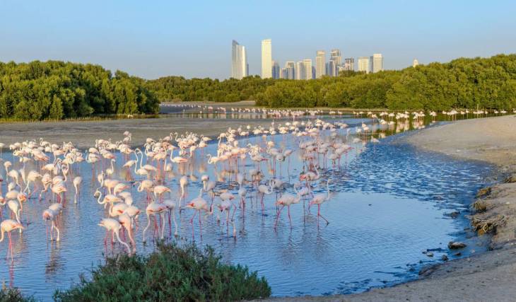 A solo 15 minutos del centro de Dubái, este santuario de vida silvestre gratuito se prepara para recibir a más de 10 000 flamencos ahora que empieza la temporada de migración