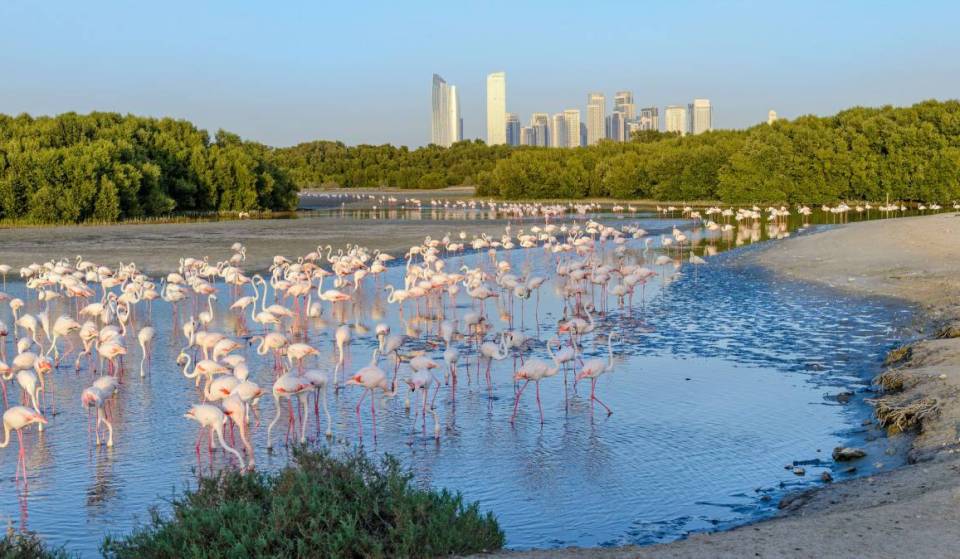 Just 15 minutes from Downtown Dubai, this free wildlife sanctuary is getting ready for more than 10,000 flamingos as migration season begins