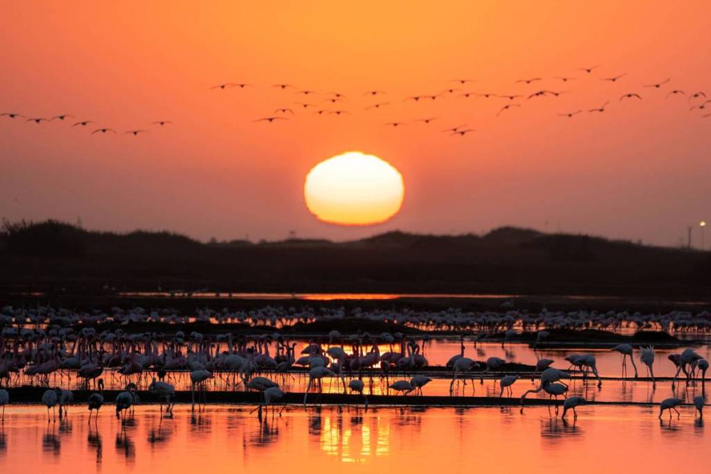 ras al khor wildlife sanctuary flamingo
