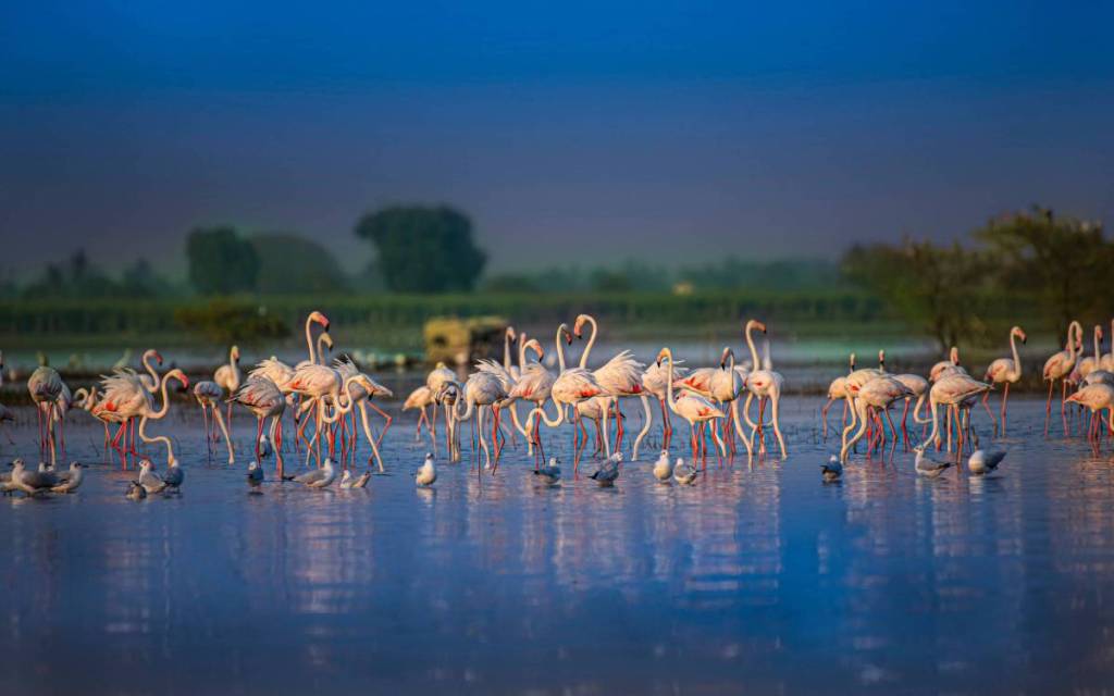 ras al khor flamingo
