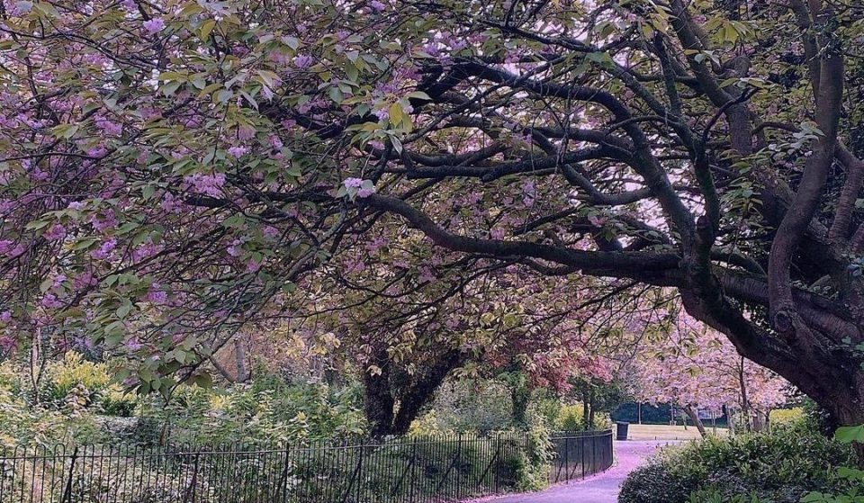 Just A Collection Of Photos Showing Dublin’s Cherry Blossom Looking Absolutely Stunning