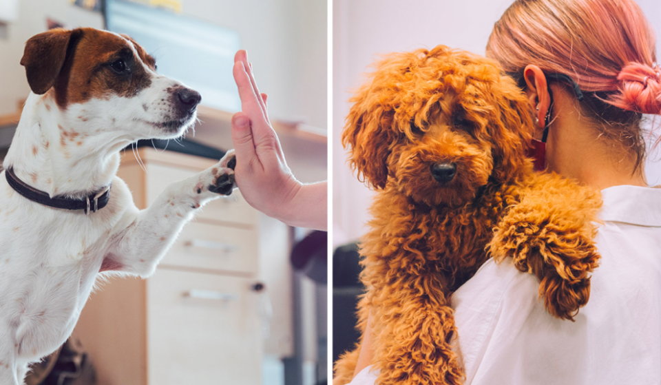 You Can Now Get Paid £24K To Play With Puppies In Manchester & Please Can This Come To Dublin
