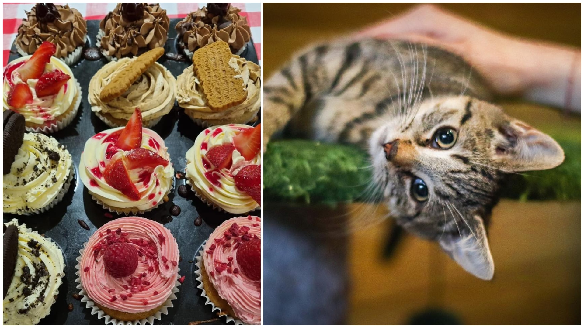 Dublin's Vegan Cat Cafe In Phibsboro Rehomes Rescues • Purr Cafe
