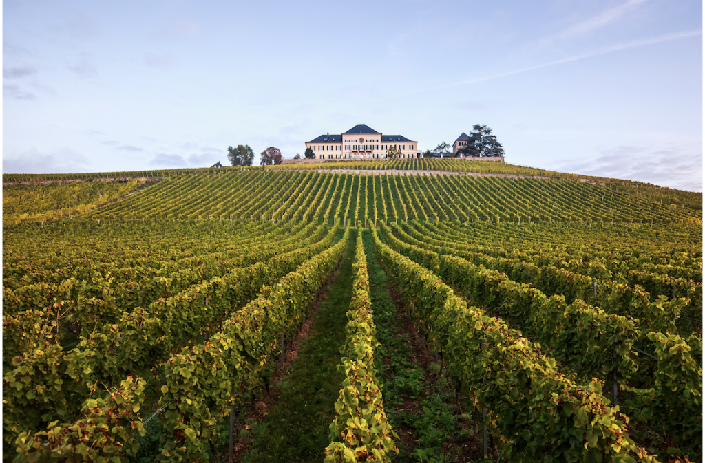 Die Felder vor dem Schloss Johannisberg im Rheingau