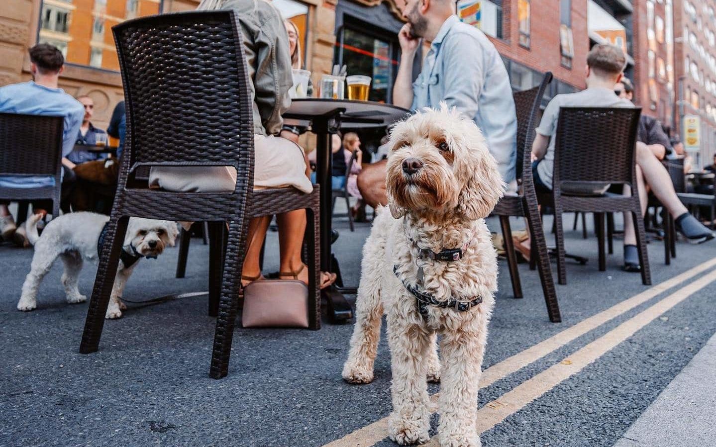 Glasgow Has Ranked In The Top 3 Of UK DogFriendly Cities