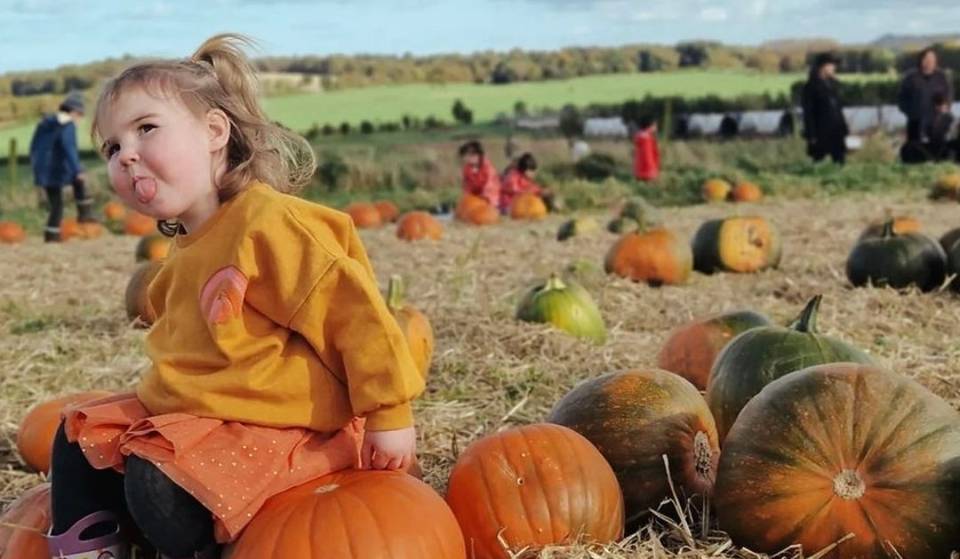 This Scottish Farm Is Hosting A Pumpkin Festival With Pumpkin Picking And Autumnal Activities – And It’s An Hour From Glasgow