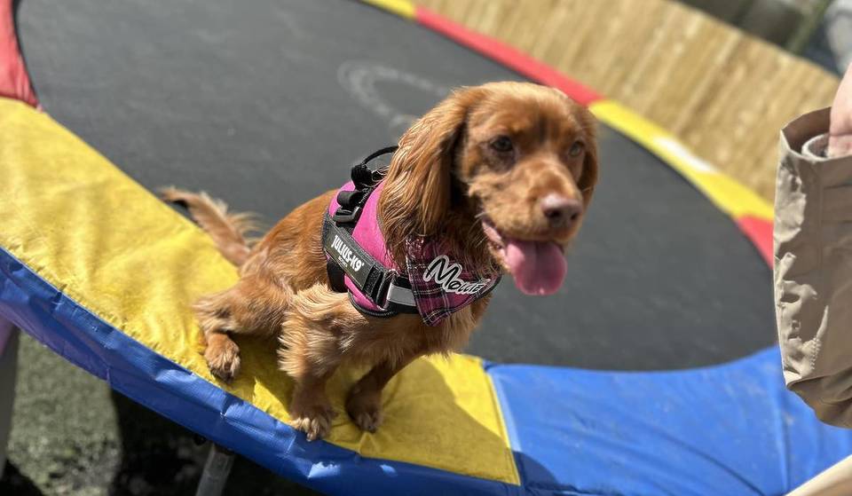 Adorable Sausage Dog And Doodle Doggy Disco Parties Are Coming To Glasgow Soon