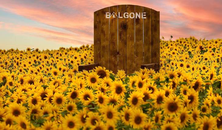 This Scottish farm an hour and a half from Glasgow is hosting a massive sunflower trail – and it’s opening this weekend