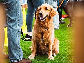 A “One-Of-A-Kind” Adorable Dog Festival Is Coming Back To Glasgow This Summer – And You Don’t Have To Own A Dog To Attend