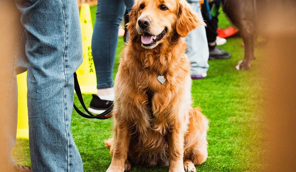 A “One-Of-A-Kind” Adorable Dog Festival Is Coming Back To Glasgow This Summer – And You Don’t Have To Own A Dog To Attend