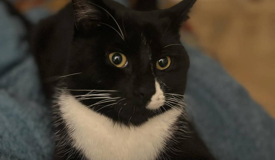 This “Rascal” Glasgow Cat Got Stuck In A 25ft-High Tree – And It Could Only Be Lured Back Down With A McDonald’s Burger