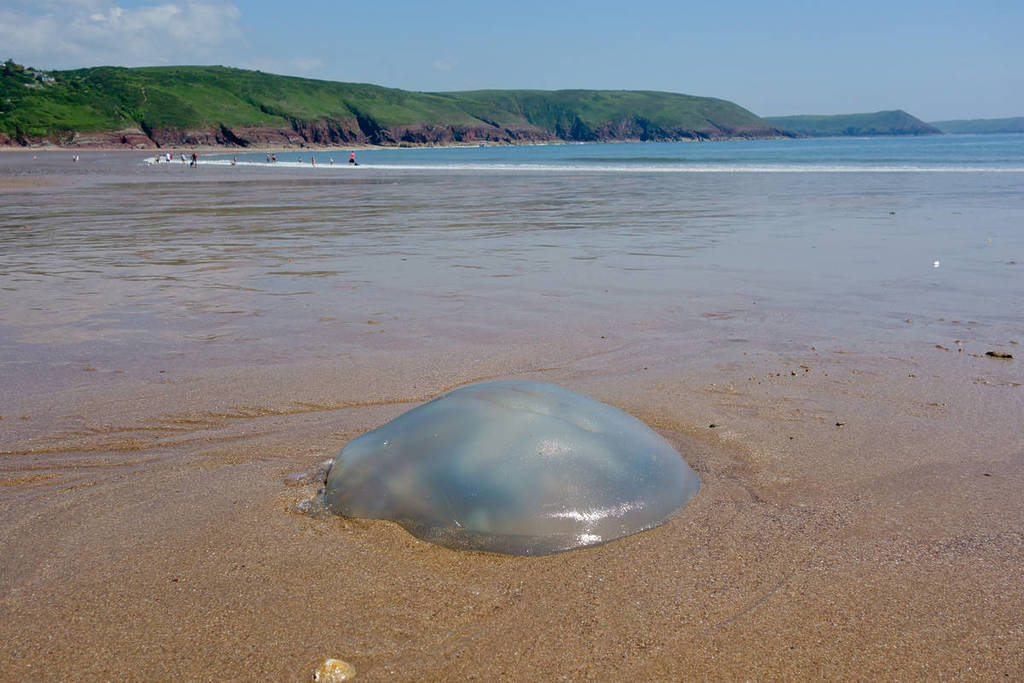 jellyfish stingrays uk