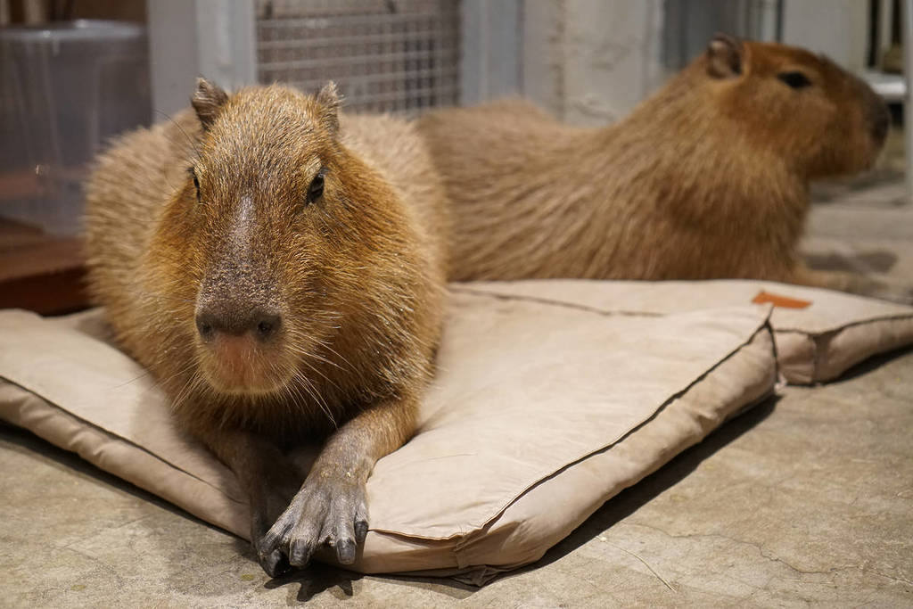 The Only Capybara Cafe In The UK Is Opening Its Doors Soon – And It Will Be Home To Two Baby Capybaras