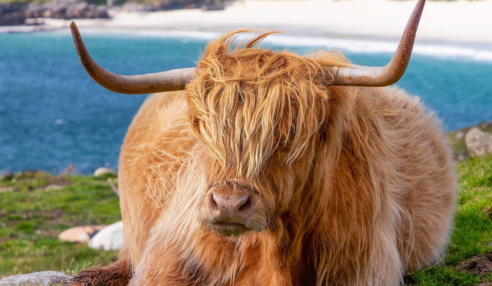 This Magical Scottish Beach Boasts Free-Roaming Highland Cows, Bright Blue Waters And White Sands – And It’s A Pristine Paradise On The Atlantic Ocean