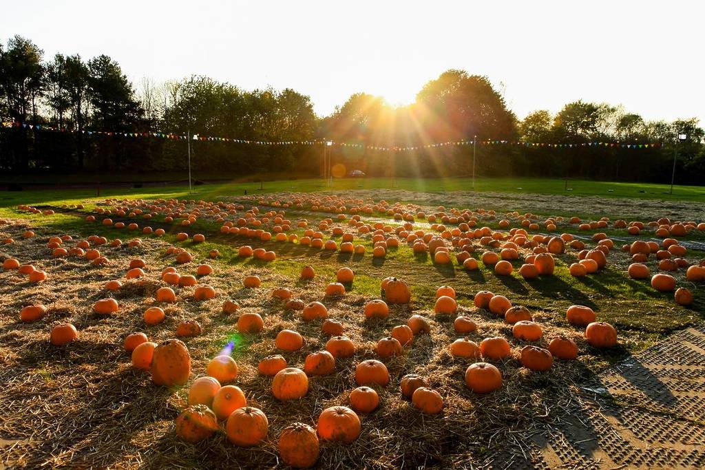 m&d's pumpkin festival