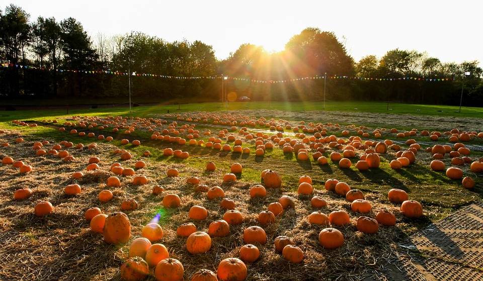 A Massive Pumpkin Festival With A Pumpkin Patch Is Coming To This Theme Park This October – And It’s Just 20 Minutes From Glasgow