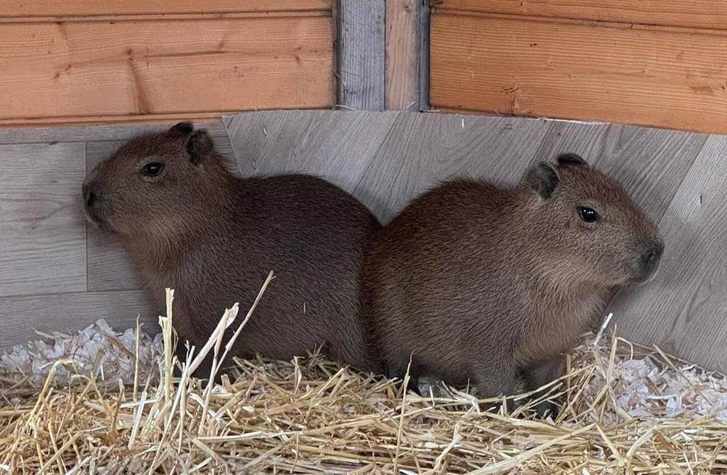 Forget Edinburgh Zoo — This Is The Only Other Place In Scotland Where You Can See Capybaras an Hour And A Half From Glasgow