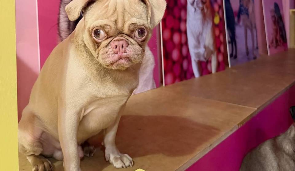There Is An Adorable Permanent Pug Cafe Coming To Glasgow Where You Can Pet And Play With Dogs Next Year – And Some Of Them Will Be Up For Adoption