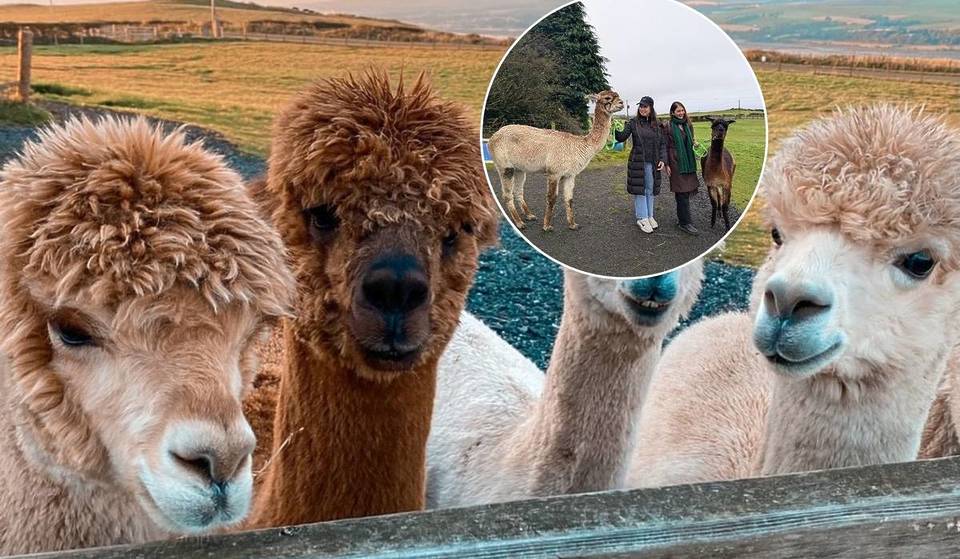 You Can Go Trekking With Adorable Alpacas With Stunning Views Over The Clyde Estuary – And It’s Just Half An Hour From Glasgow