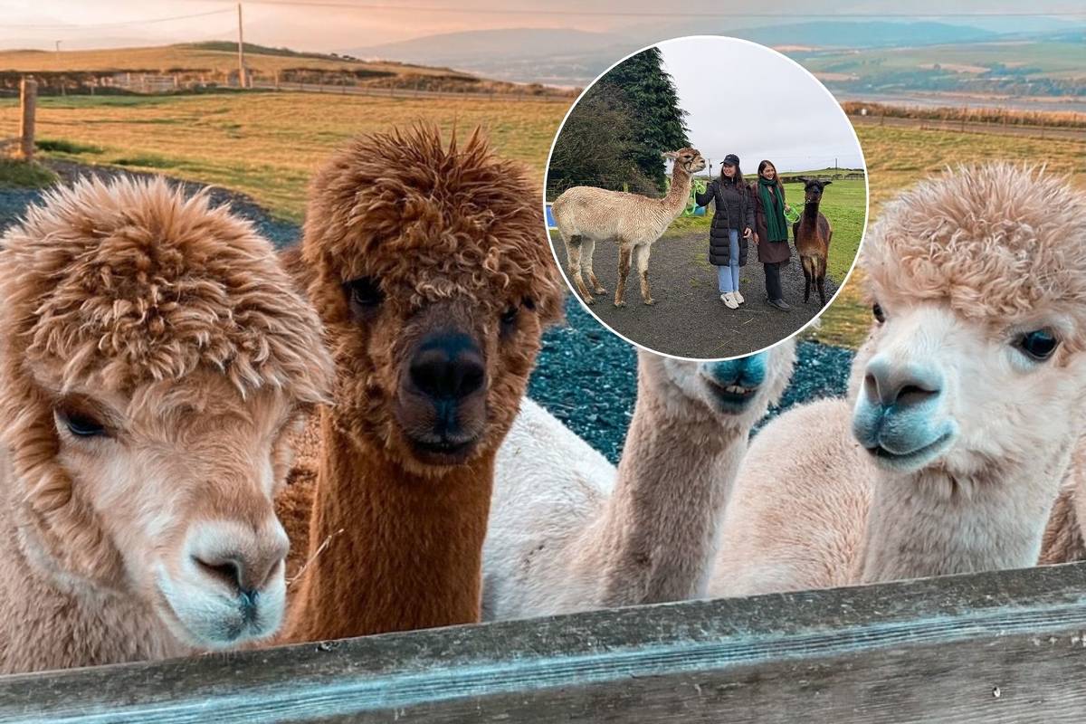 You Can Go Trekking With Adorable Alpacas With Stunning Views Over The ...