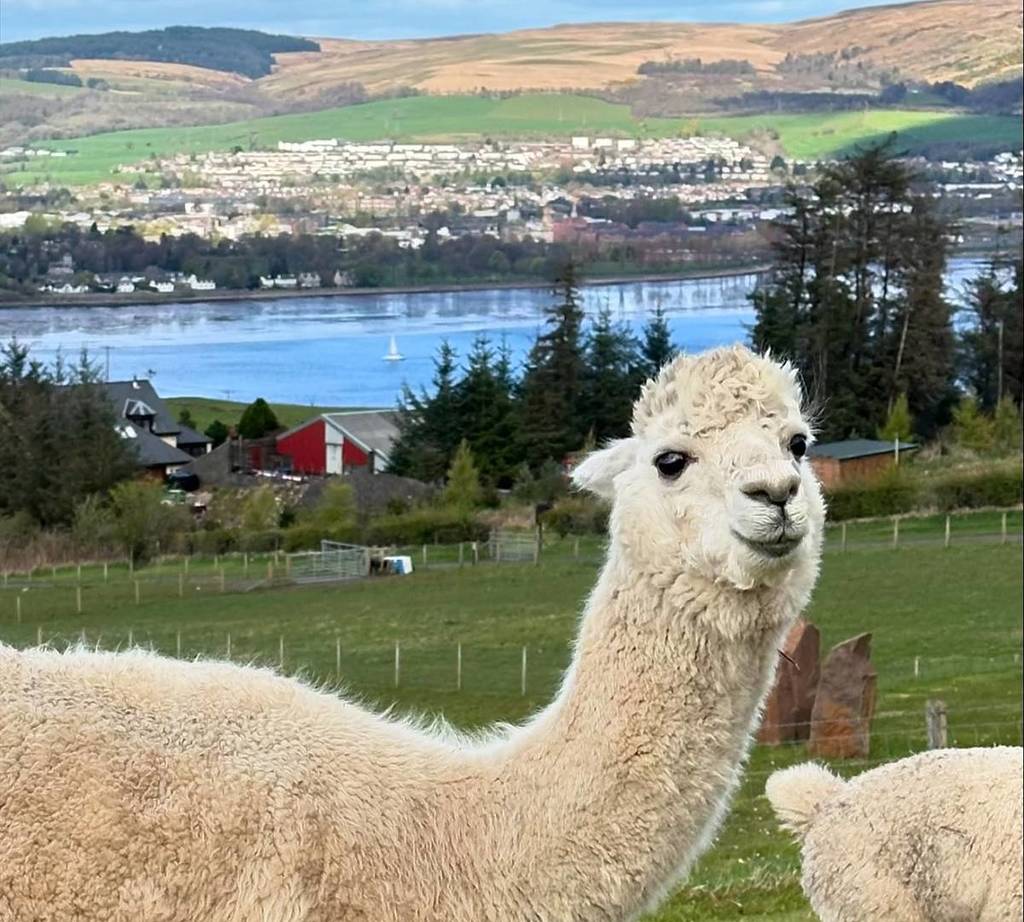 larch green alpacas