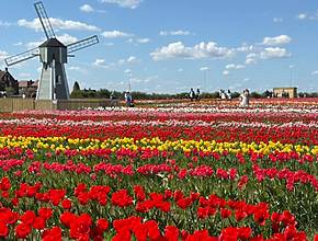 This Scottish farm is hosting a massive tulip field starting next week – alongside Highland cows, goats and ponies