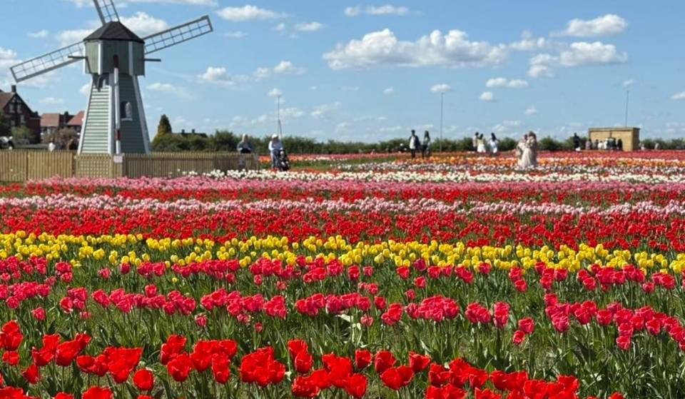 This Scottish farm is hosting a massive tulip field this April – alongside Highland cows, goats and ponies
