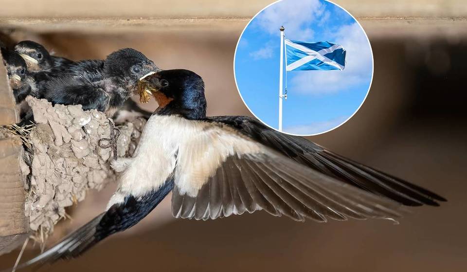 Scotland has introduced this “once in a generation” Act which protects nature – and will now require “swift bricks” in new buildings for nesting birds